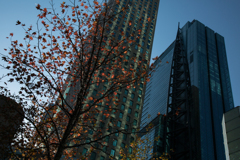 November - 街路樹