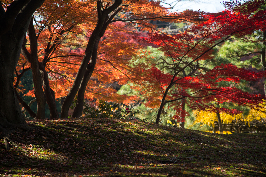 December - 紅葉