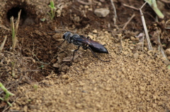 巣穴に戻る蜂