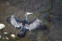 羽を広げるカワウ