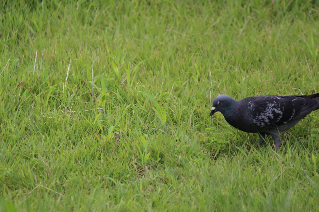 野原の鳩