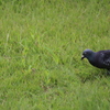 野原の鳩