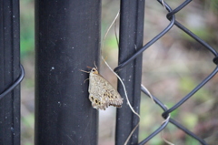 フェンスに止まる蝶