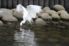 餌を見つけたコサギ