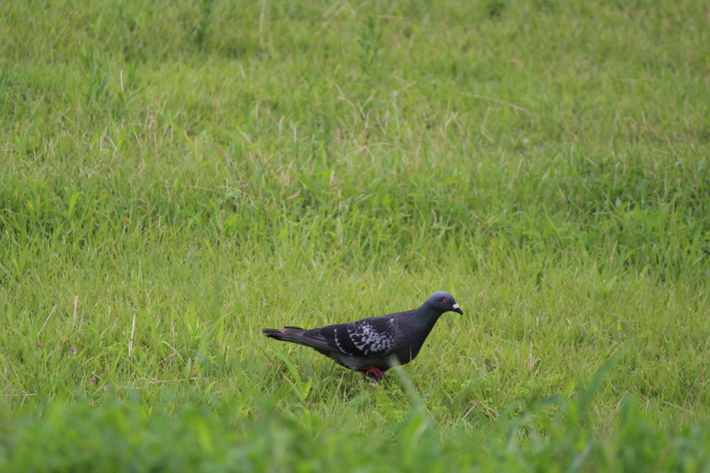 野原を歩く鳩