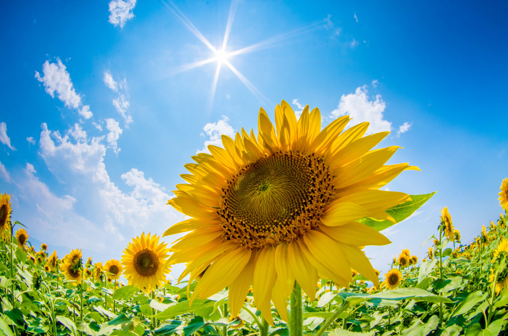太陽に憧れて