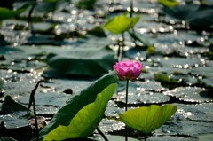 蓮花