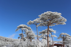 南国にも雪