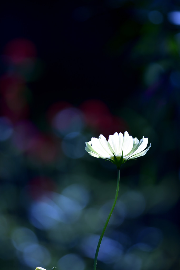 Harmony Ⅲ