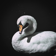 Mute Swan