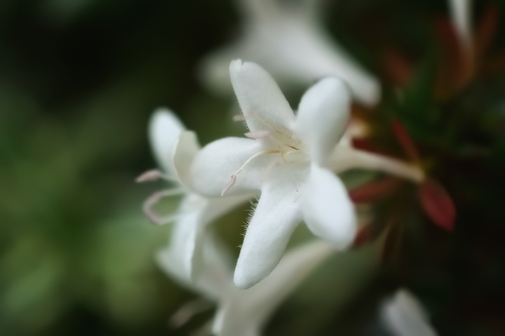 公園の秋色