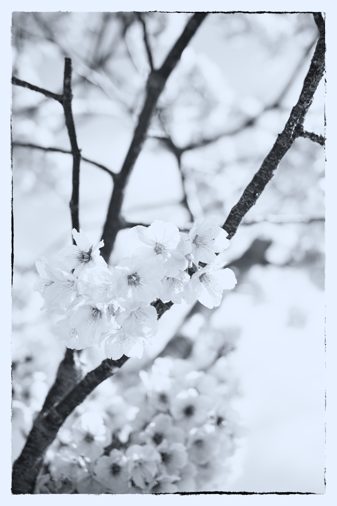 陽光桜
