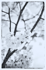 陽光桜