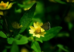 花と虫
