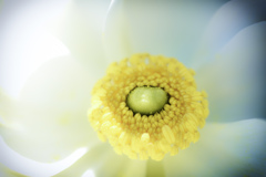 白い花
