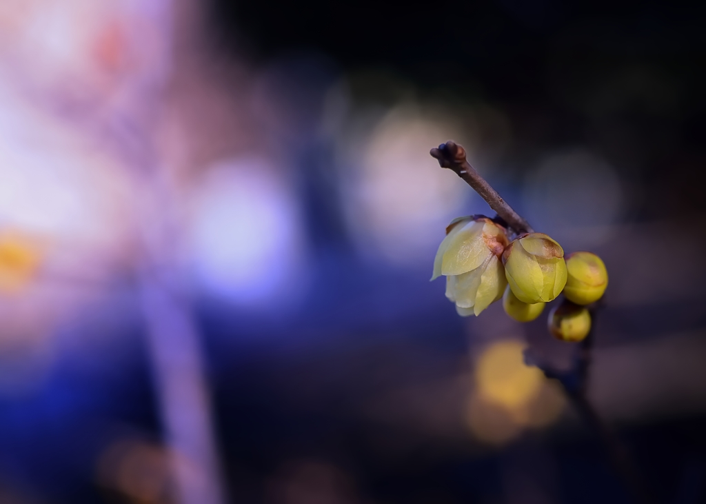 １月の公園