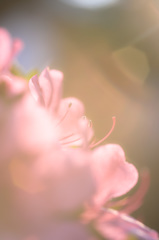庭の皐月　Ⅱ