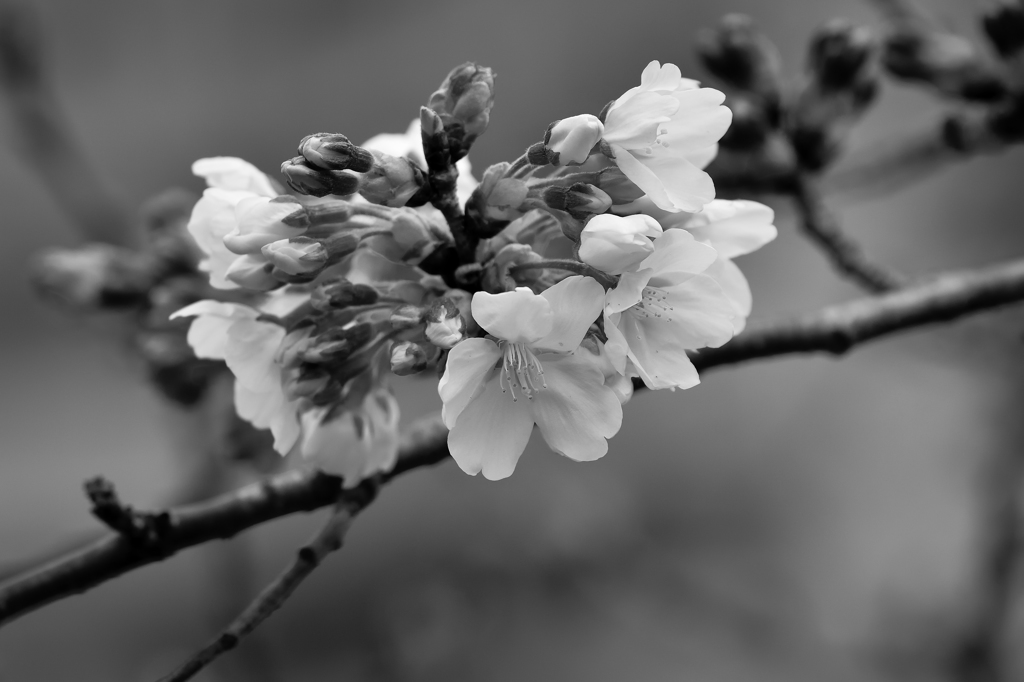 桜