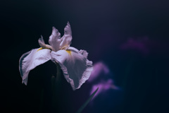 Japanese Iris