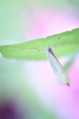 雨やどり