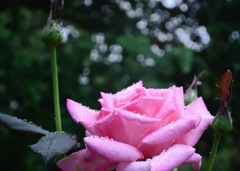 September In The Rain
