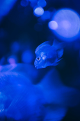 aquarium　Ⅲ