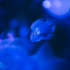 aquarium　Ⅲ