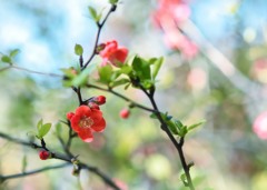 ３月の公園