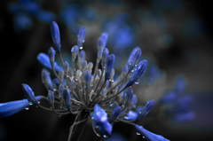 Fiore dell'azzurro