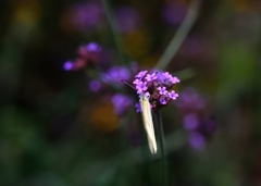 花と虫