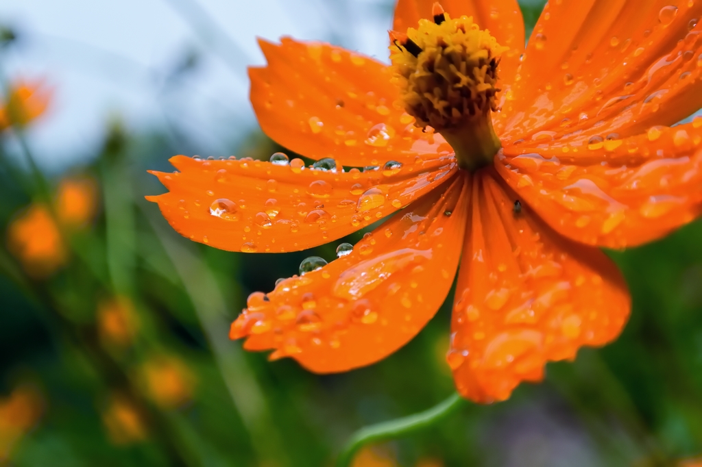 September In The Rain