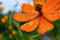 September In The Rain