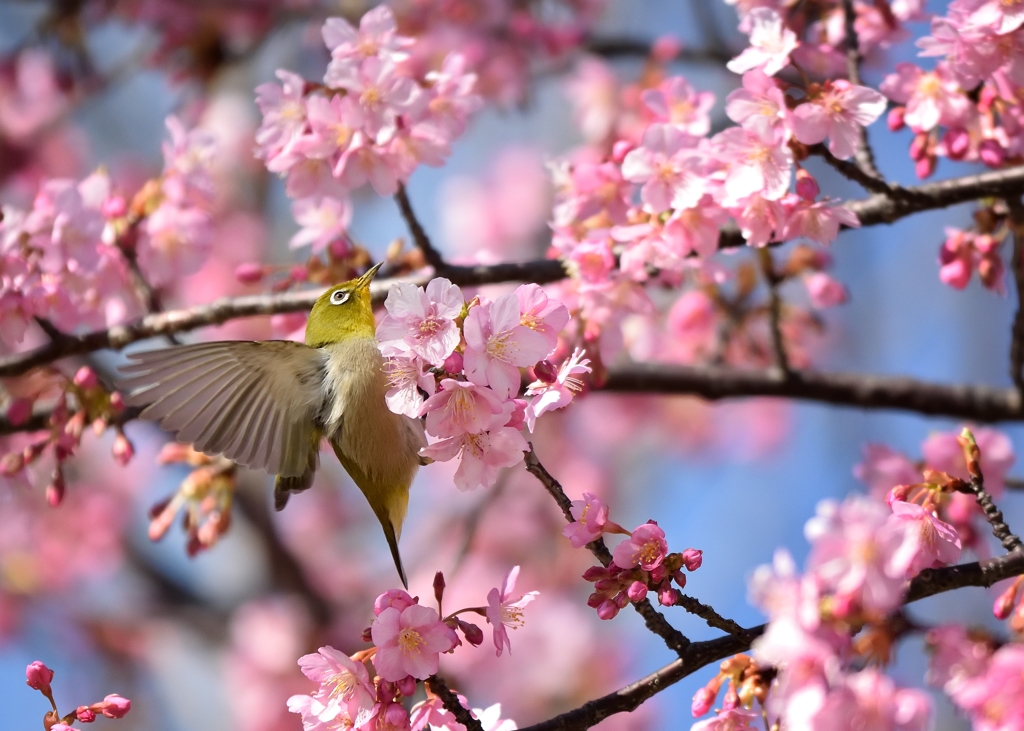 河津桜