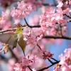 河津桜