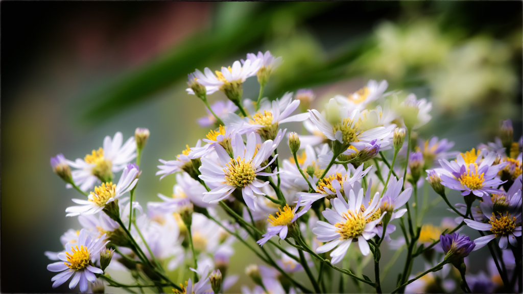Tatarian aster