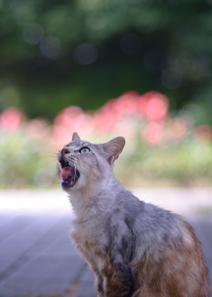 バラ公園のノラ　