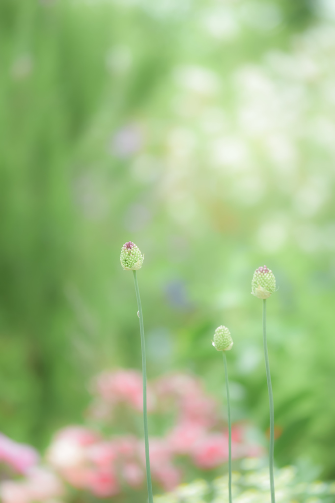 初夏の候・・・Ⅳ