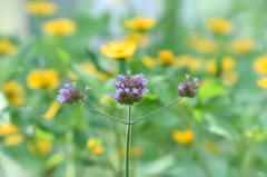 花と虫