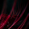 Red spider lily 