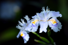 Fringed iris