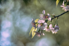 Wild Himalayan Cherry 