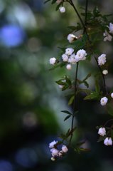 初夏の公園
