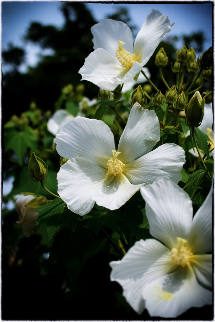 Cotton rose