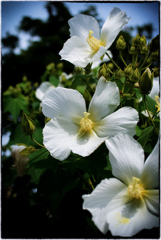 Cotton rose