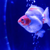 aquarium　Ⅳ