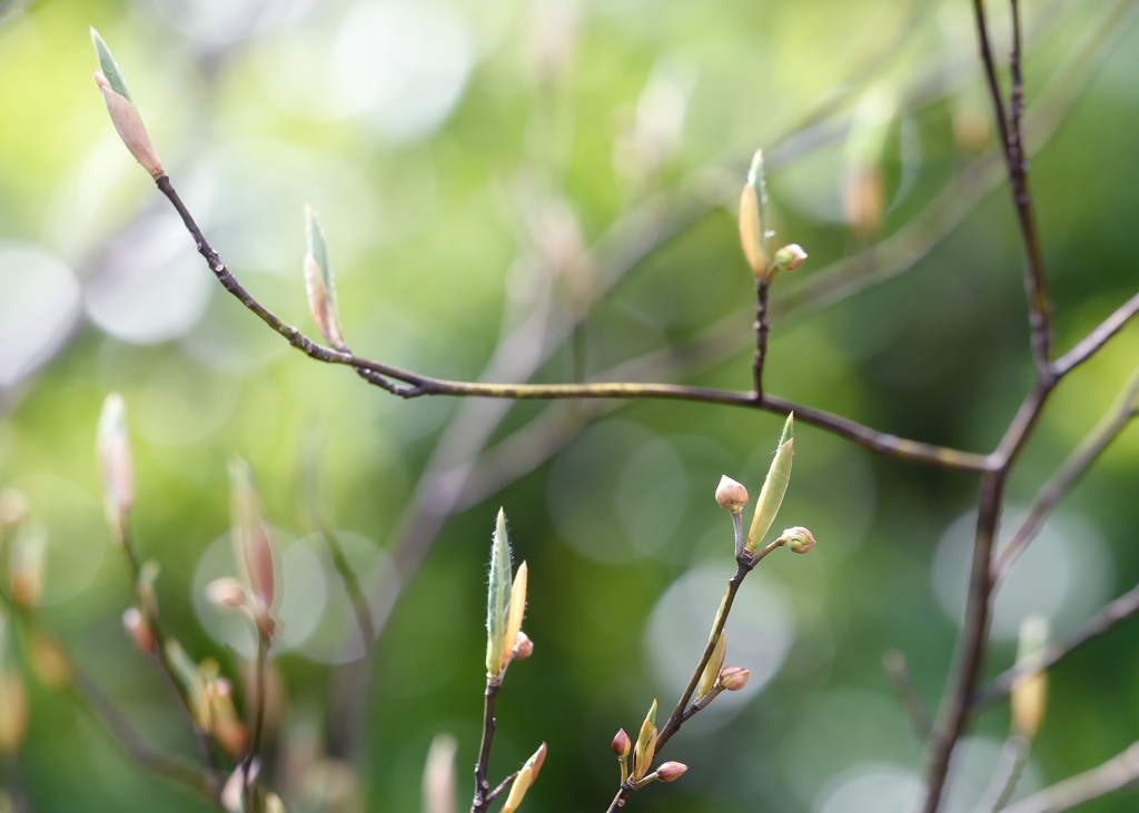 ３月の公園