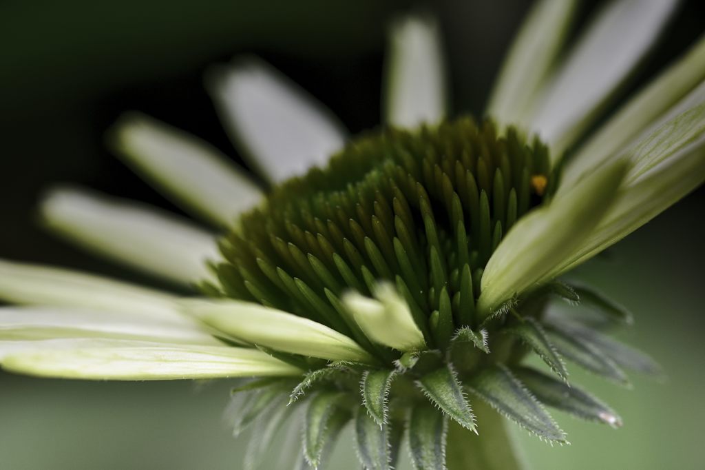 Green jewel