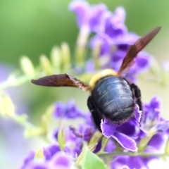 花と虫