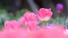 ４月の公園