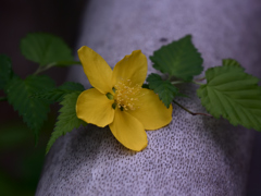 ヤマブキ 2